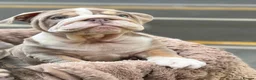 English Bulldog dogs for sale: Gorgeous Lilac English Bulldog Puppy - Advert 11