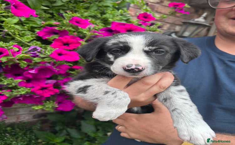 Border Collie dogs - Advert 3