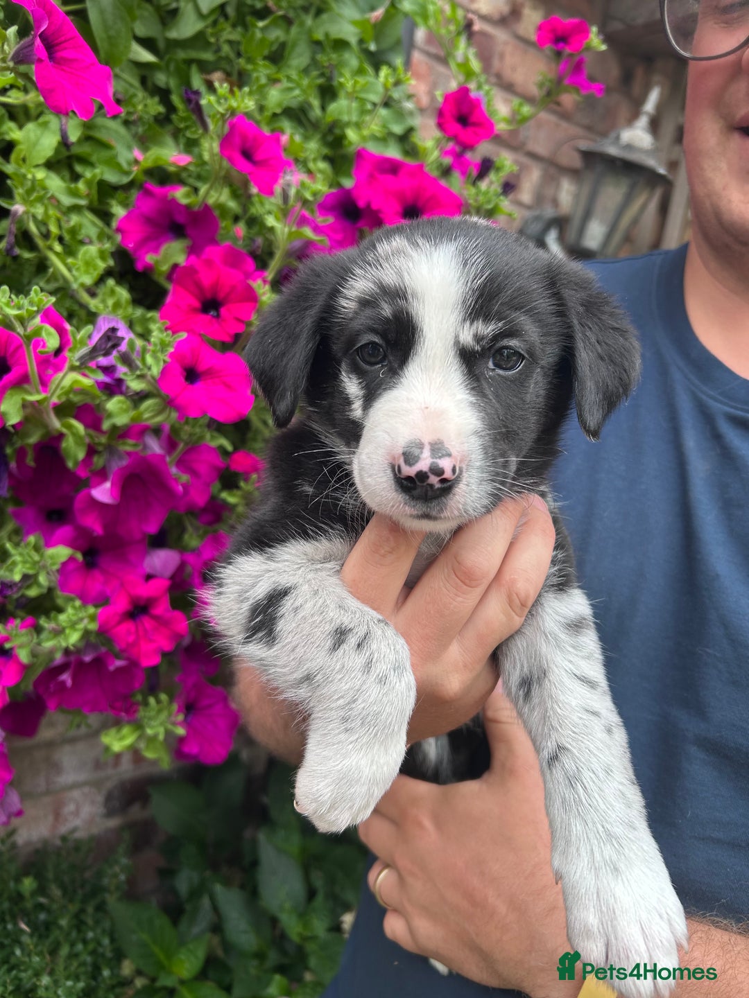Border Collie dogs for sale: Beautiful border collie X puppies  - Image 1