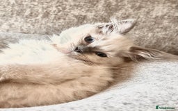 Ragdoll cats for sale: traditional Mitted ragdoll’s - Image 4