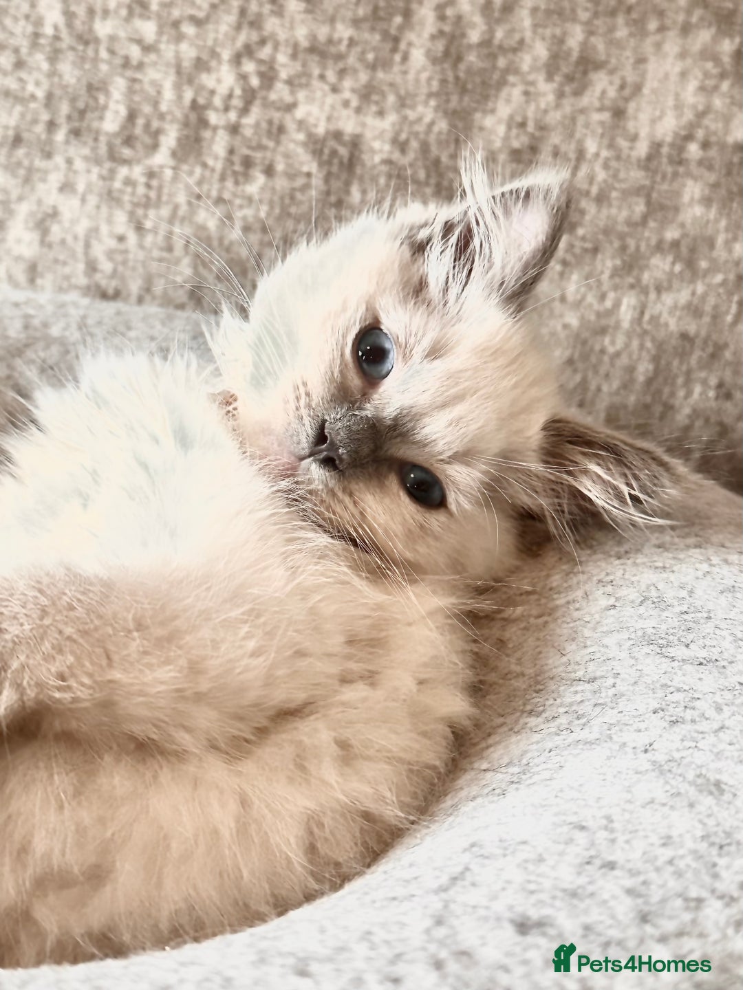 Ragdoll cats for sale: traditional Mitted ragdoll’s - Image 4