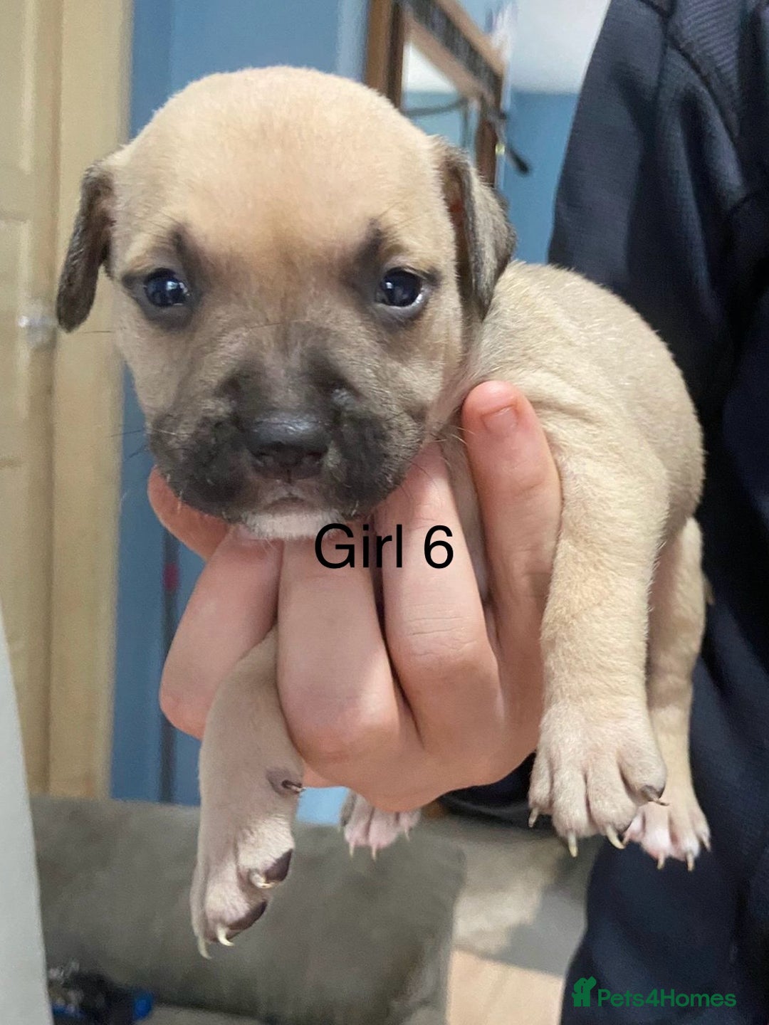 Mixed Breed dogs for sale: Staff x American pocket bully pups  - Image 6
