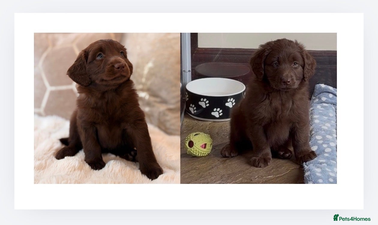 Labradoodle dogs ** RARE CHOC-PHANTOM & MERLE F2 MALE LABRADOODLE** - Advert 1