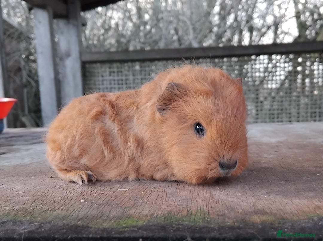 Guinea Pig rodents for sale: Swiss, Dalmation, Self Chocolate Boys and Girls - Advert 2