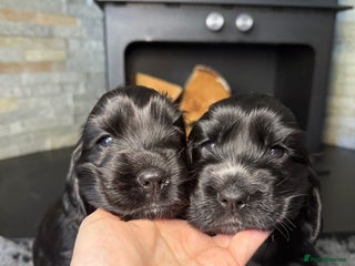 Cocker Spaniel dogs Show cocker spaniel - Advert 3
