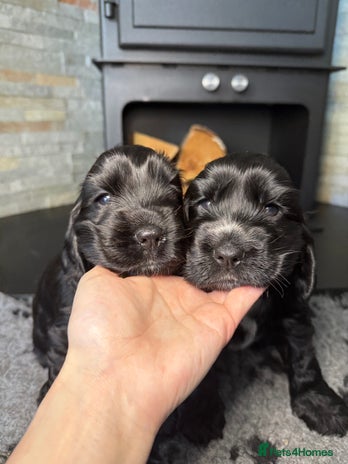 Cocker Spaniel dogs Show cocker spaniel - Advert 1
