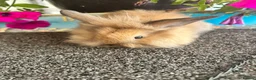 Lionhead rabbits for sale: 🦋Pure breed Teddy lionheads 🦋 - Advert 28