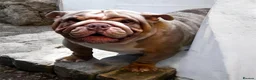 English Bulldog dogs for sale: English Bulldog  - Advert 6