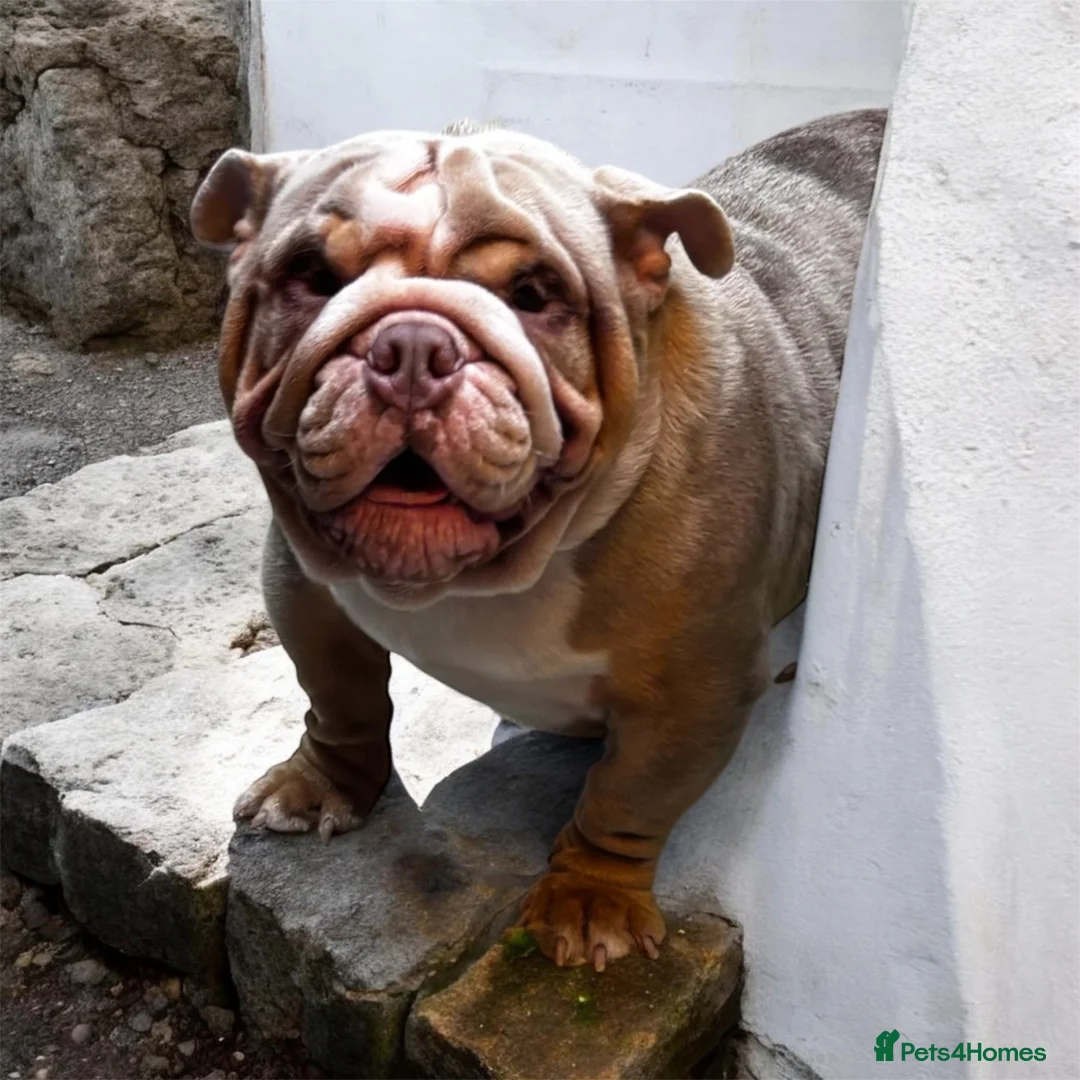 English Bulldog dogs for sale: English Bulldog  - Advert 6