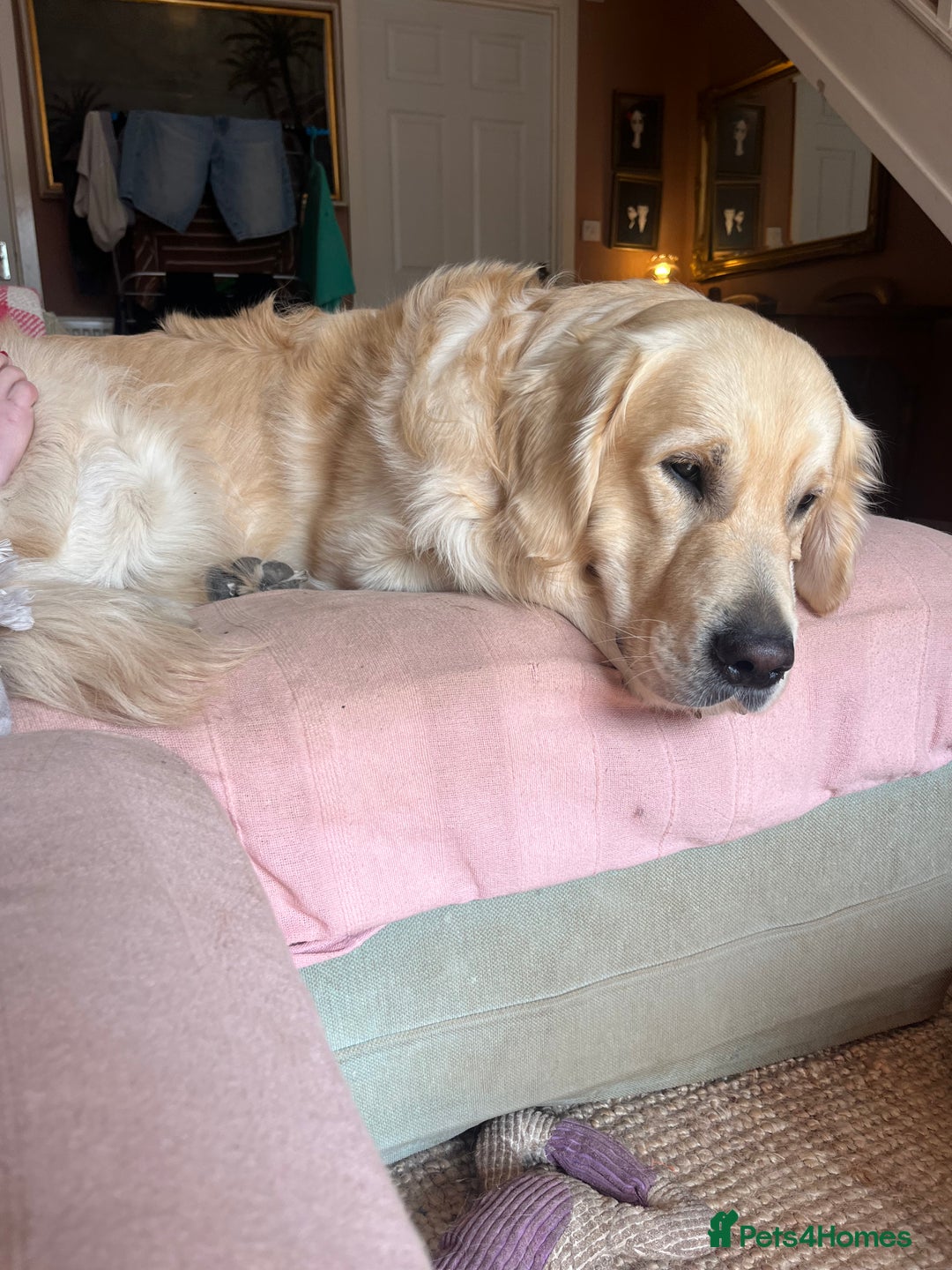 Golden Retriever dogs for sale: Stunning Golden Retriever 17 months old - Image 2