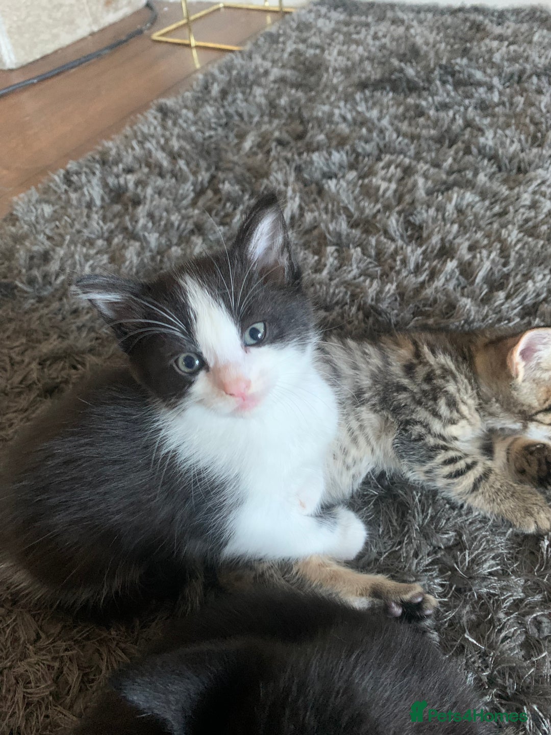 Mixed Breed cats for sale: 8 beautiful kittens for sale - Advert 9