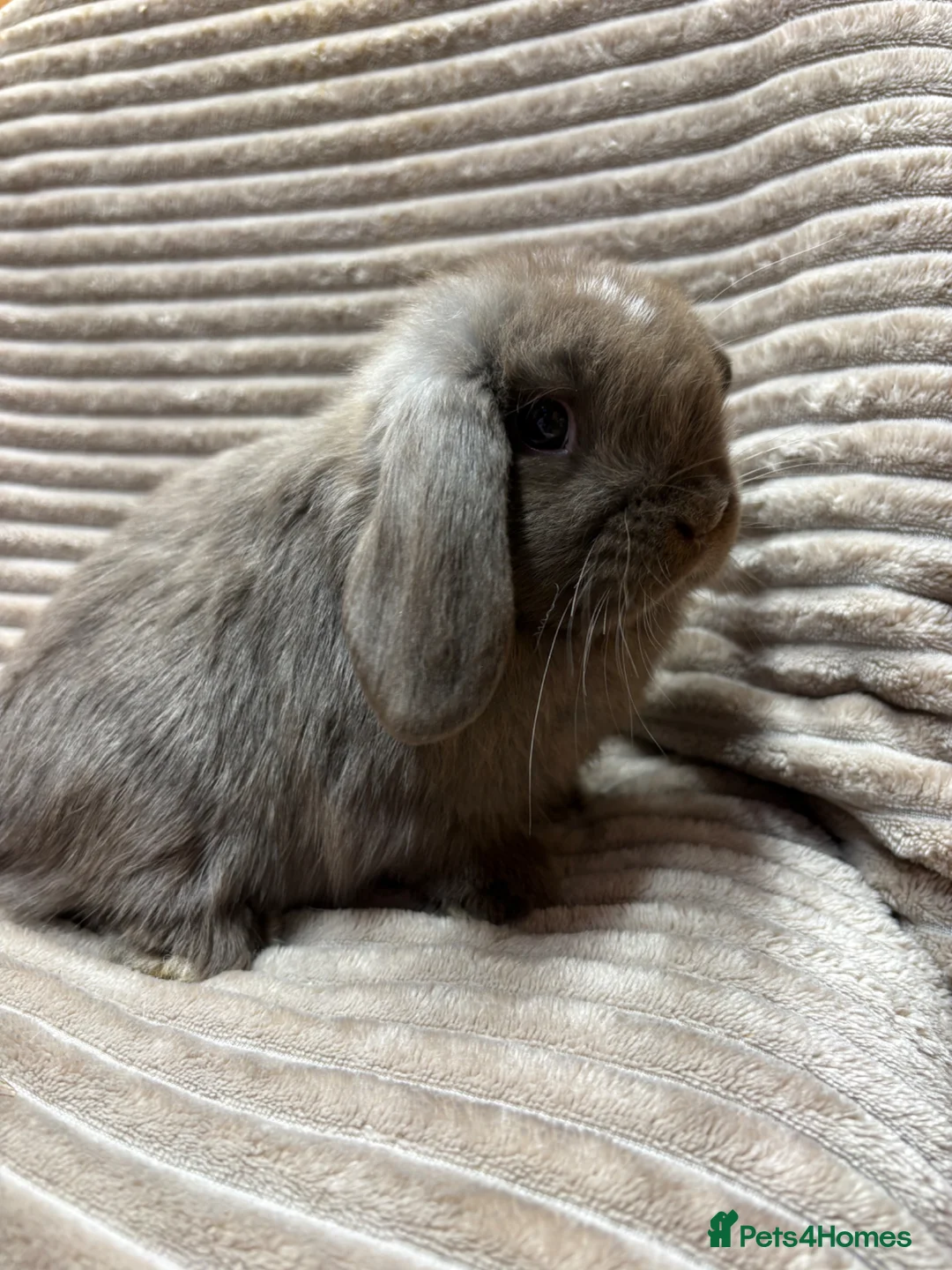 Dwarf Lop rabbits for sale: Pure bred dwarf lops *VACCINATED*  - Advert 2