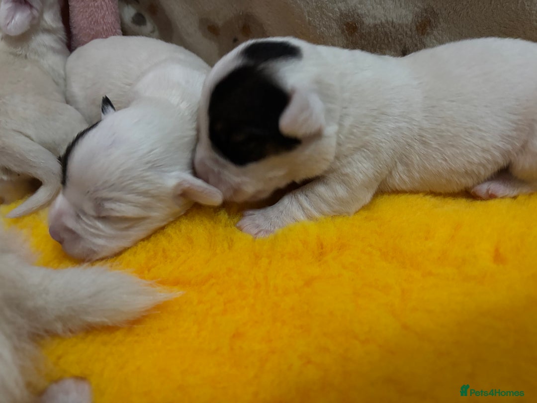 Sealyham Terrier dogs for sale: Sealyham Terrier Puppies  - Advert 3