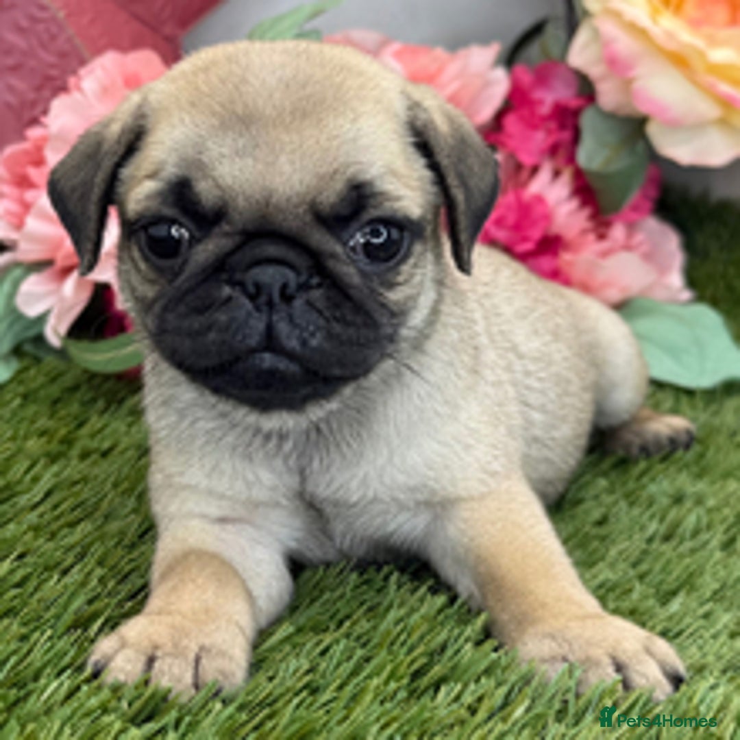 Pug dogs for sale: Male and female Pug puppies for sale - Image 2