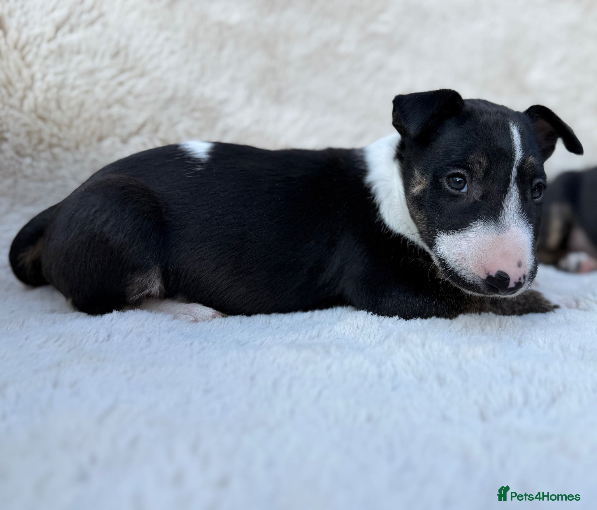 English Bull Terrier dogs Champion Bloodline English Bull Terrier Puppies - Advert 5