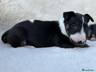 English Bull Terrier dogs Champion Bloodline English Bull Terrier Puppies - Advert 5