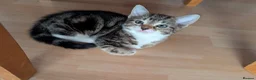 Mixed Breed cats for sale: Kittens  - Advert 7