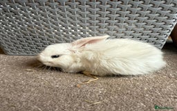 Mini Lop rabbits for sale: Adorable mini lop babies ready after 20th Aug - Image 2