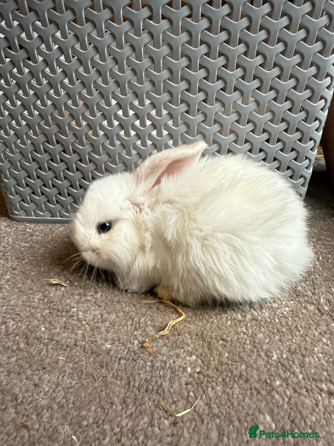 Mini Lop rabbits for sale: Adorable mini lop babies ready after 20th Aug - Image 2