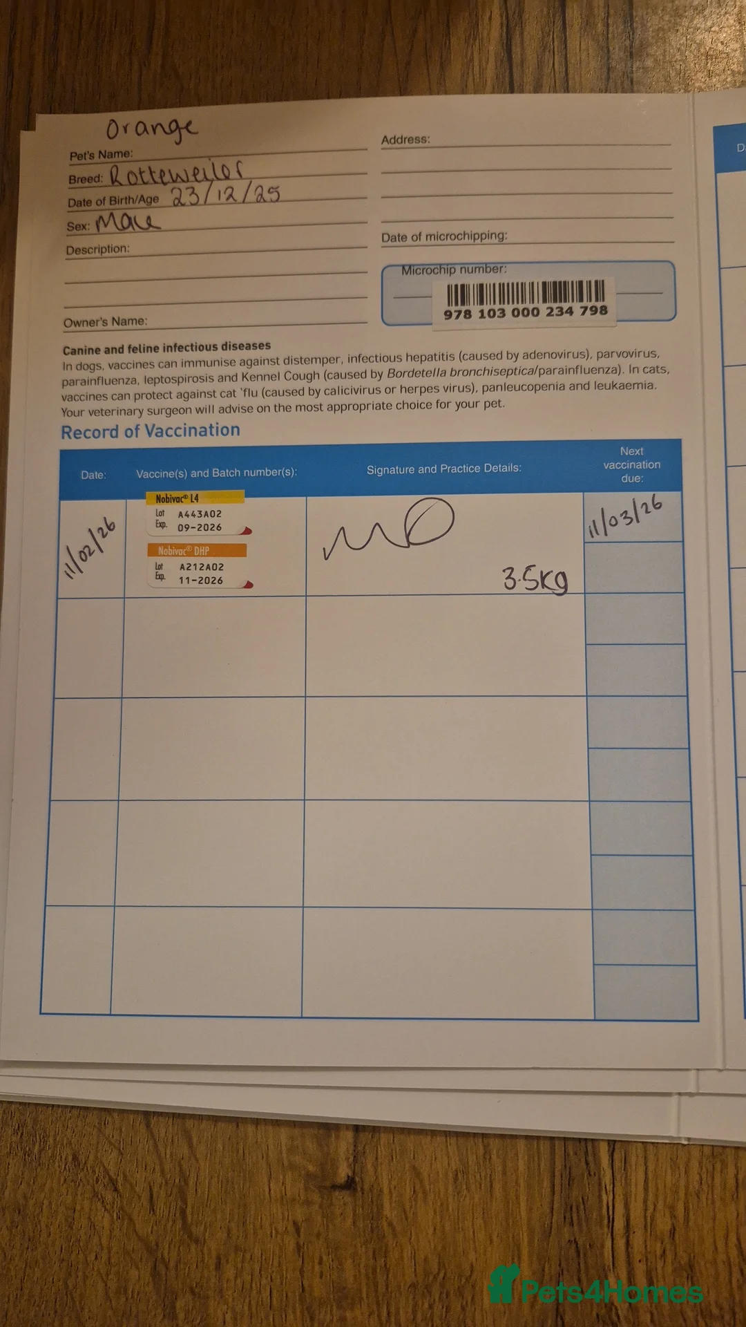 Rottweiler dogs for sale: Last male rottie pup - Advert 4