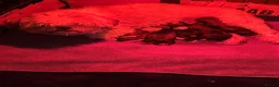 Shih Tzu dogs for sale: Shih Tzu puppies Ready Now  - Advert 6