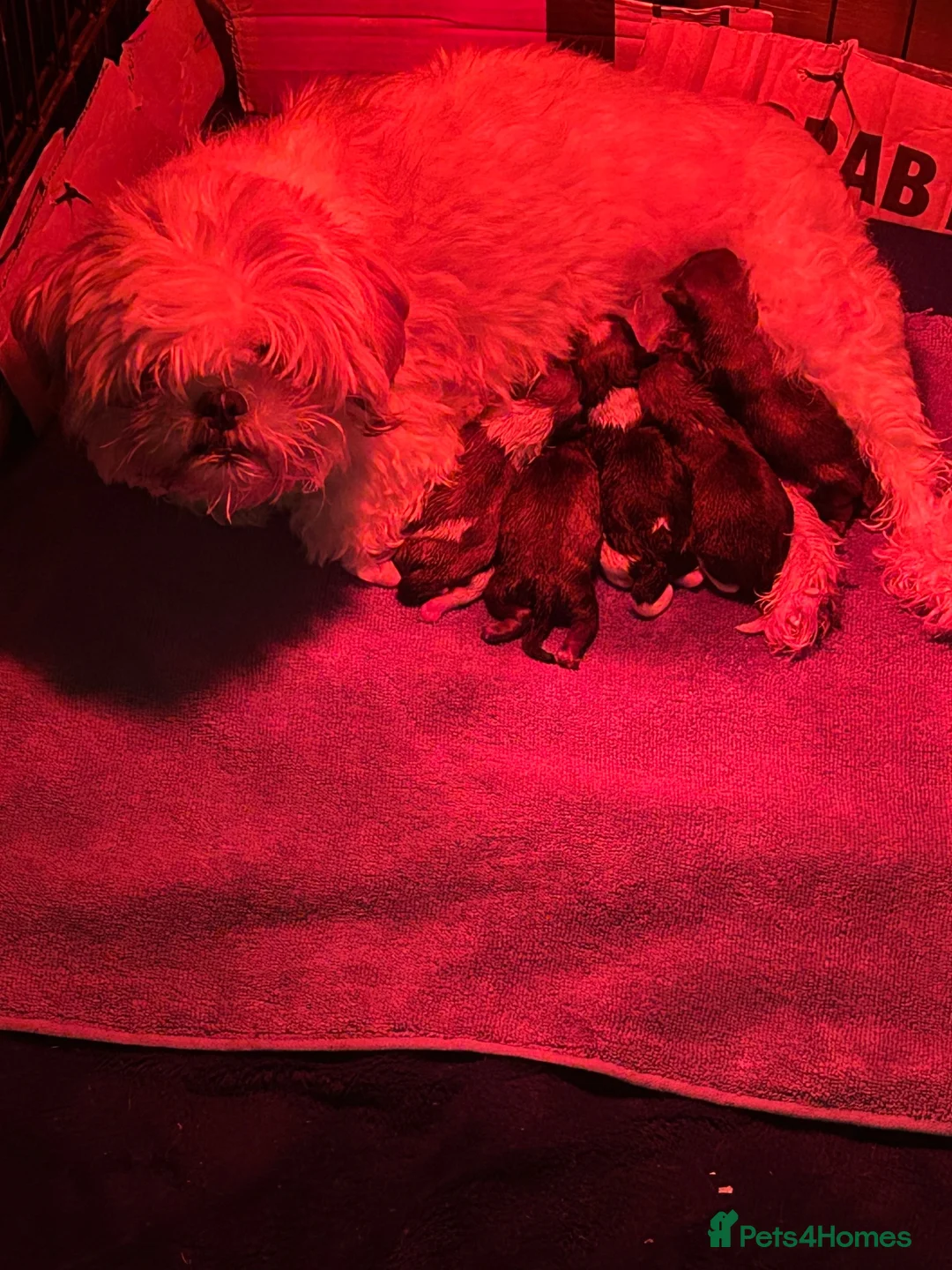 Shih Tzu dogs for sale: Shih Tzu puppies Ready Now  - Advert 6