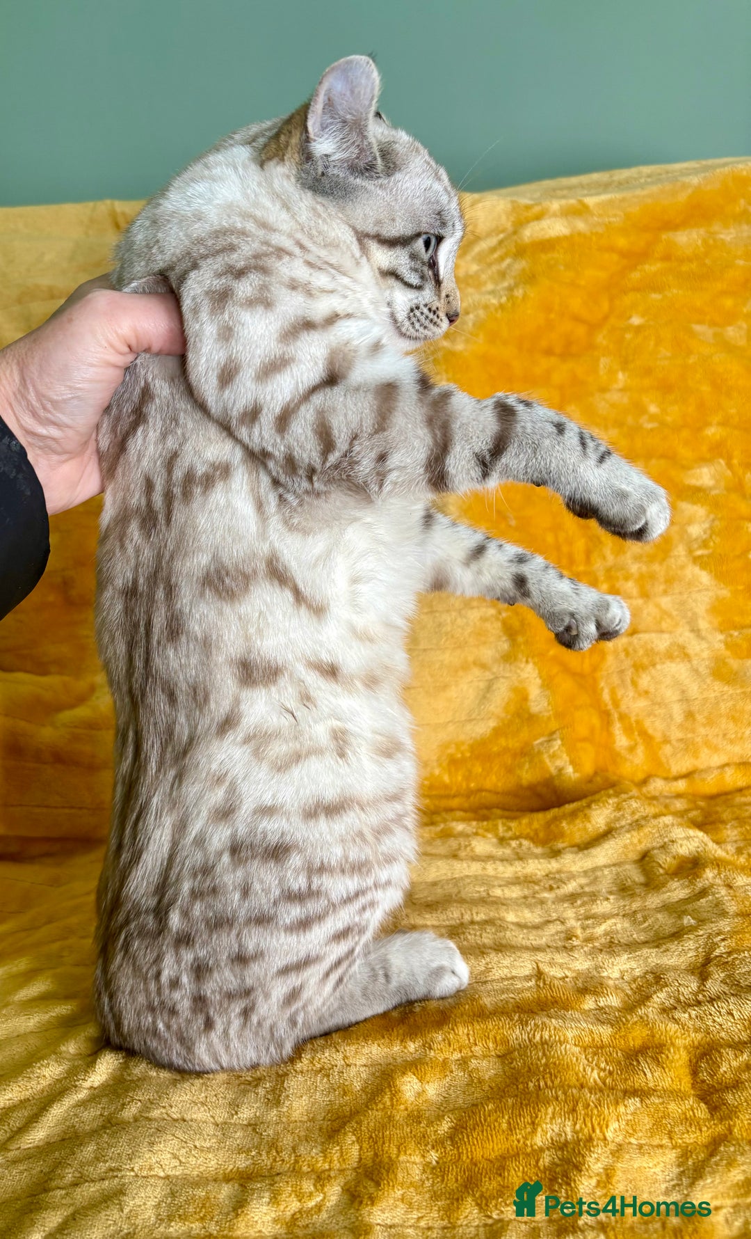 Keetso cats for sale: Super wild looking poly curled eared leopard  - Advert 15