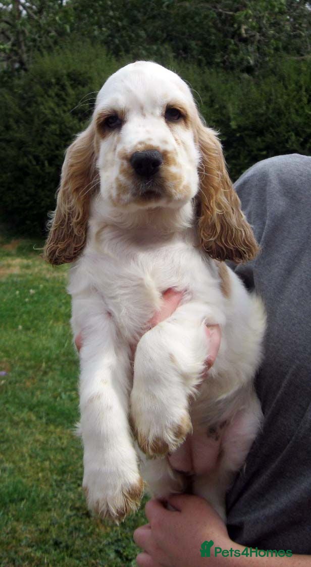 Cocker Spaniel dogs Orange Roan Show Type Cocker Spaniel Puppies - Advert 1