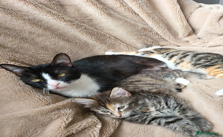Mixed Breed cats - Advert 2