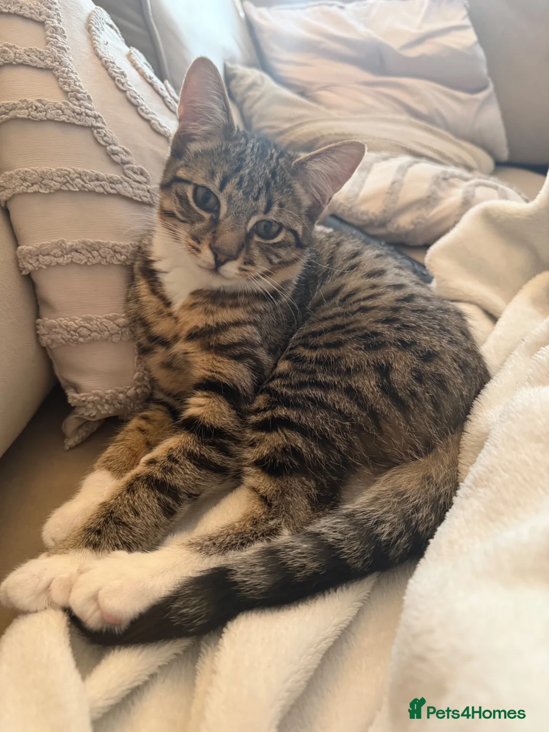 Mixed Breed cats for sale: Two bonded kittens - Advert 1