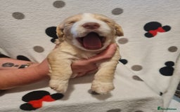 Sprocker dogs for sale: Sprocker Spaniel pups - born 28/08/25 - Image 14
