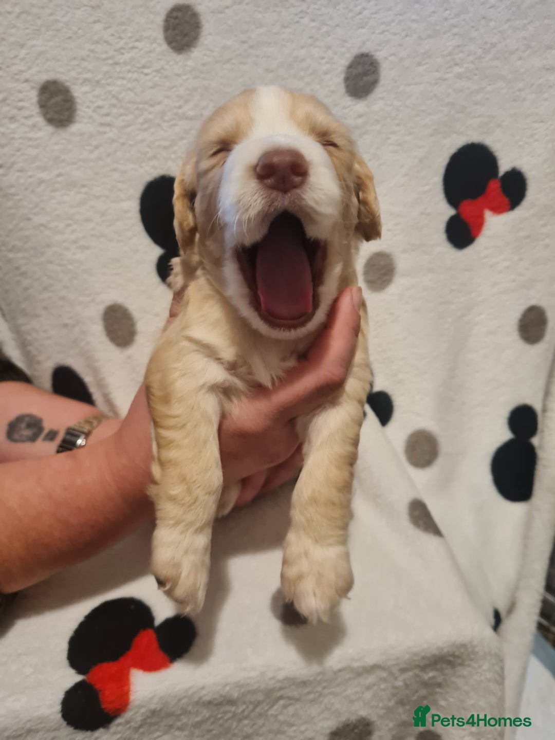 Sprocker dogs for sale: Sprocker Spaniel pups - born 28/08/25 - Image 14
