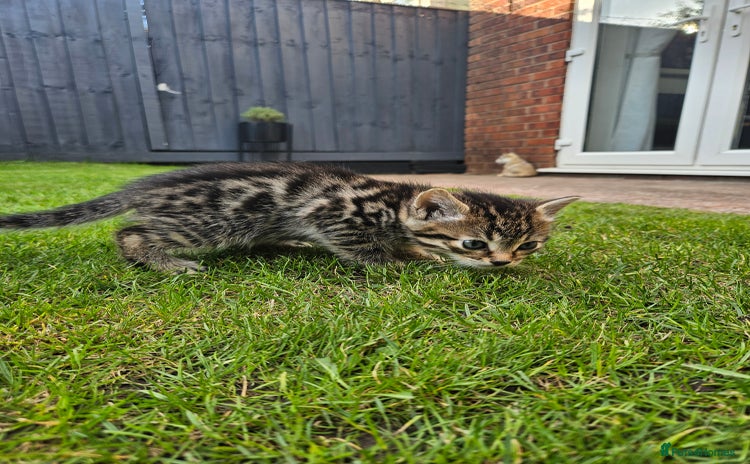 Bengal cats - Advert 4