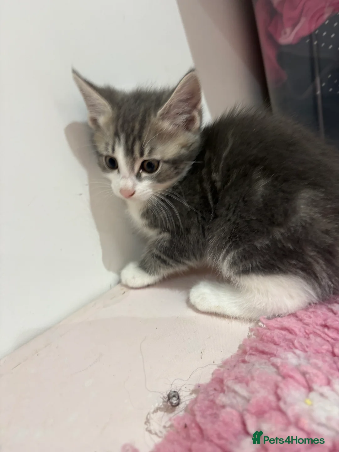 Mixed Breed cats for sale: Maine coon ragdoll - Advert 2