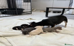 Chihuahua dogs for sale: Chihuahua Puppies - Image 9