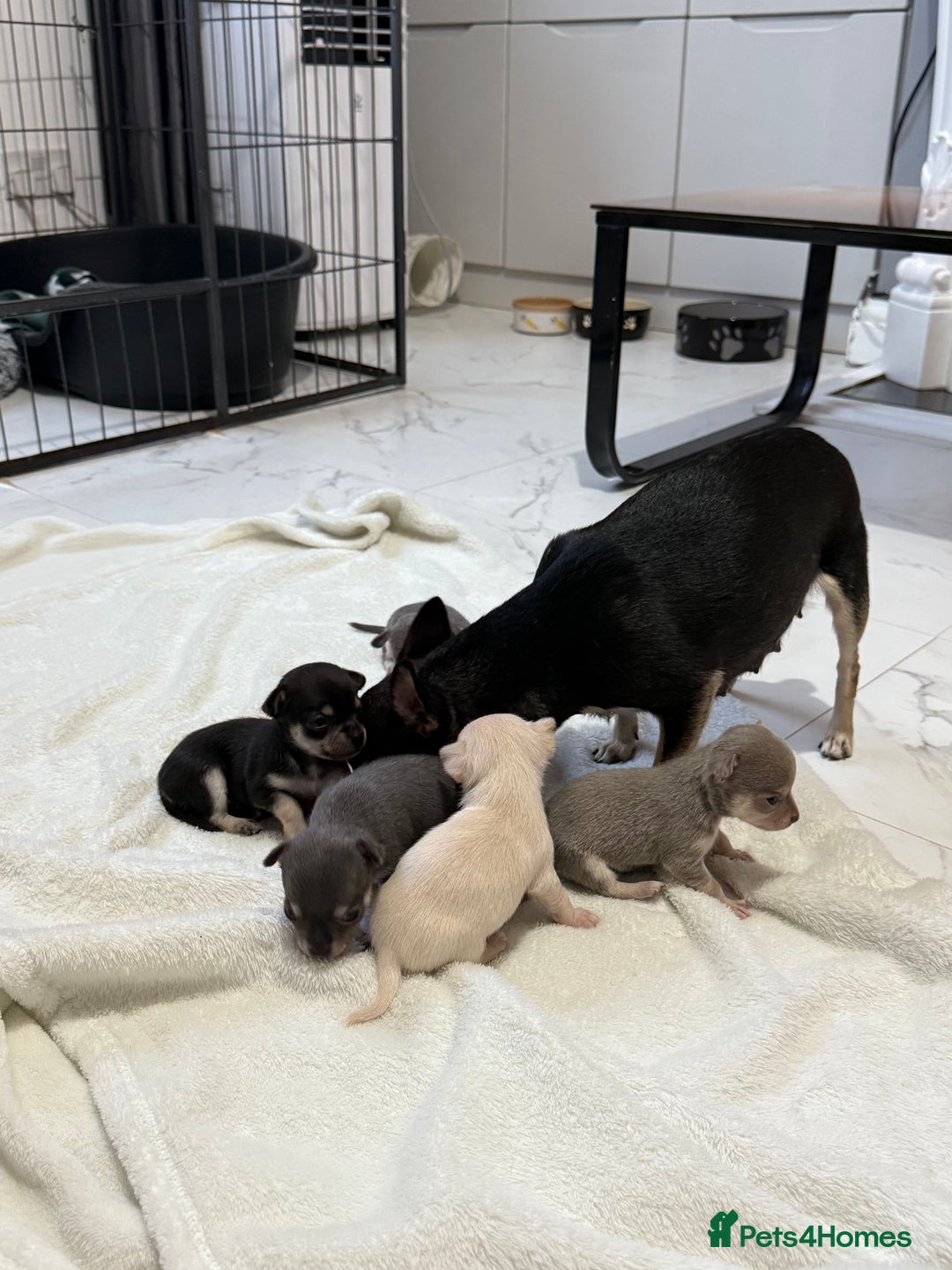 Chihuahua dogs for sale: Chihuahua Puppies - Image 9