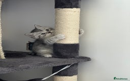 British Shorthair cats for sale: Taby British short hair kittens  - Image 7