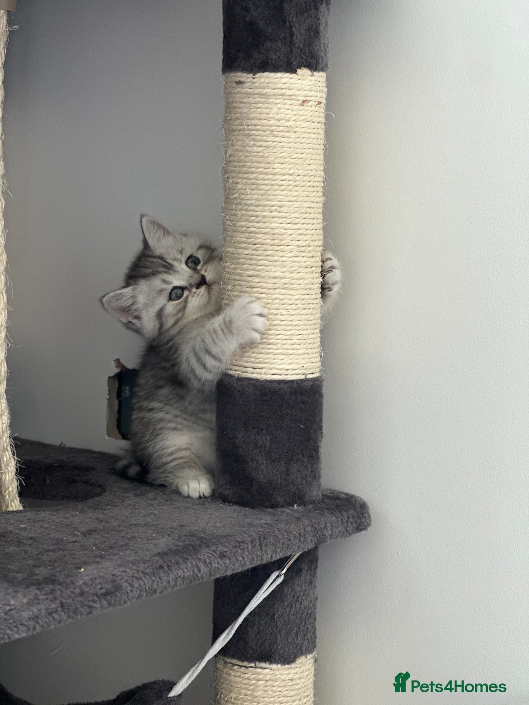 British Shorthair cats for sale: Taby British short hair kittens  - Image 7