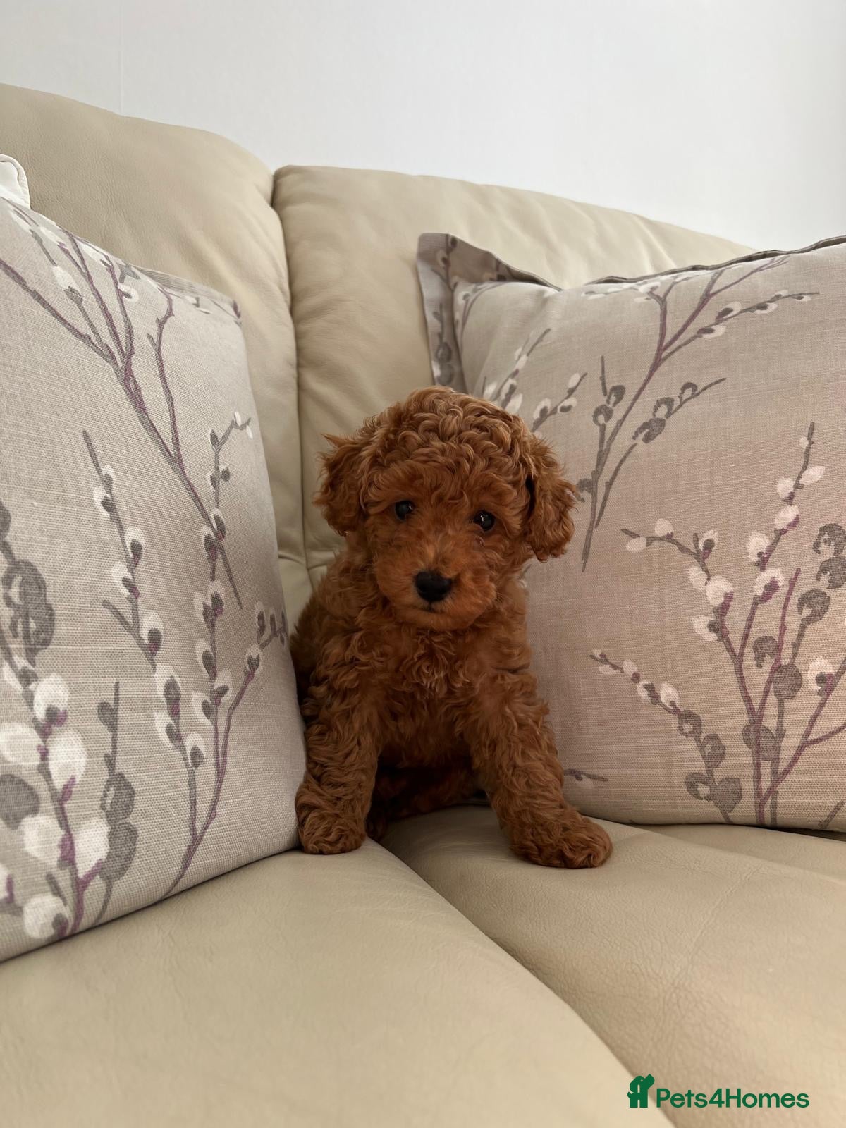 Toy Poodle dogs KC Red Toy Poodles – Female Puppy Reserved - Advert 7