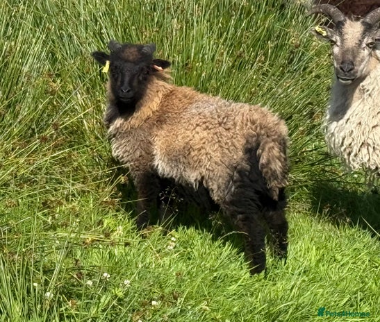 Sheep livestock - Advert 1