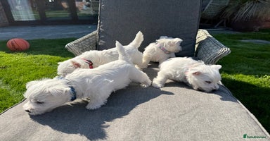 West Highland Terrier dogs - Advert 5