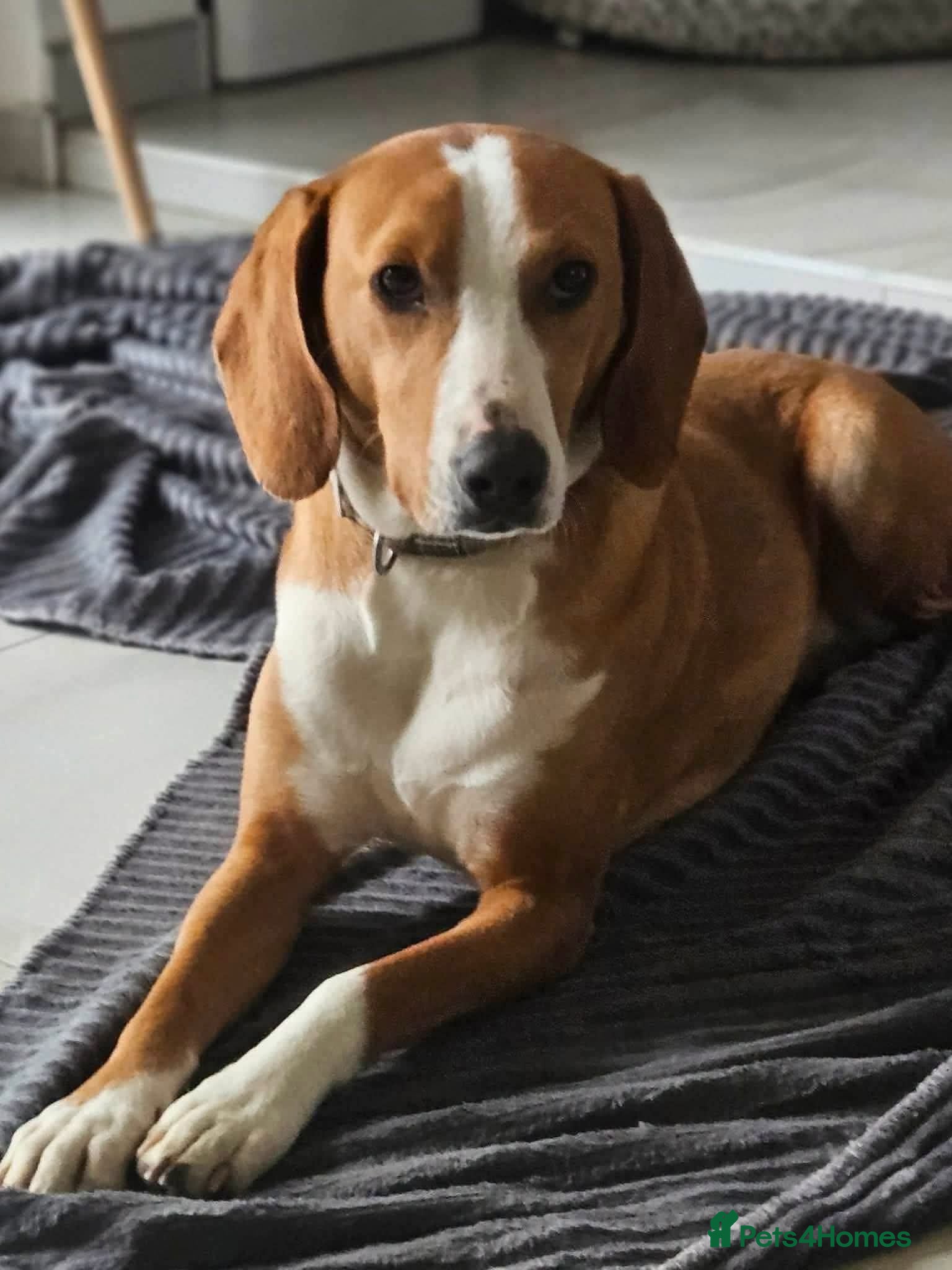 Mixed Breed dogs Tio!! - Advert 6