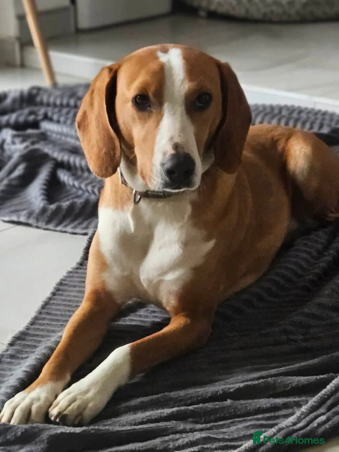Mixed Breed dogs for adoption: Tio!! - Advert 1