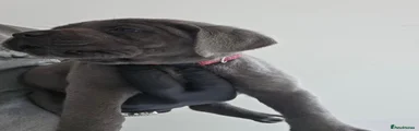 Female Pink Collar Madusa