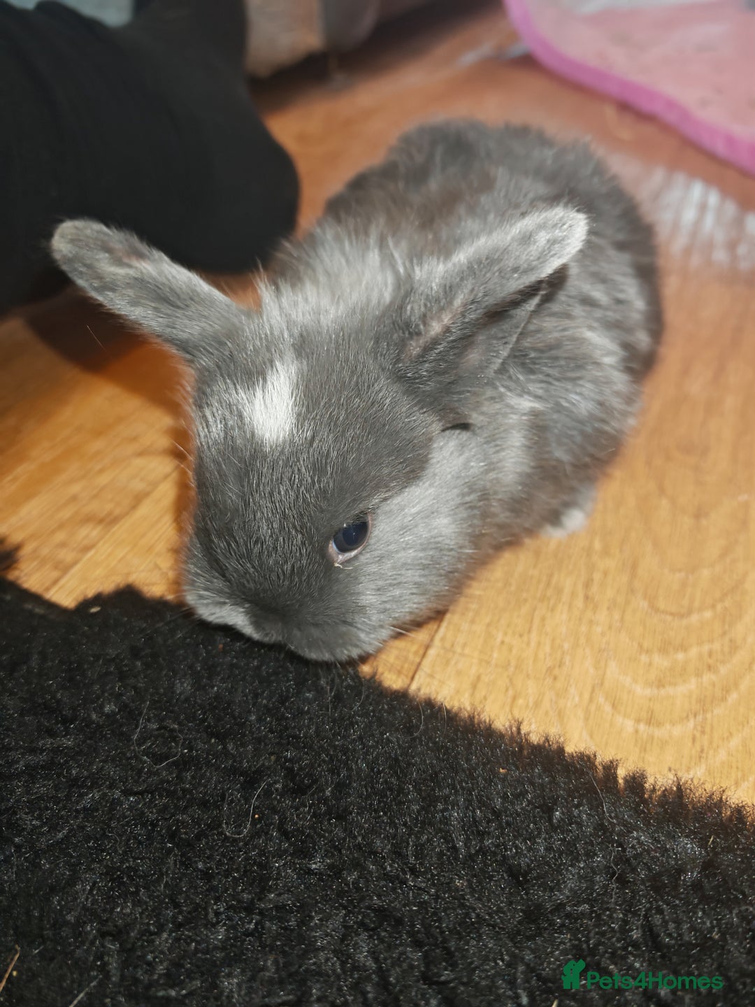 Lionhead rabbits for sale: 4 baby Lionhead rabbits - Advert 5