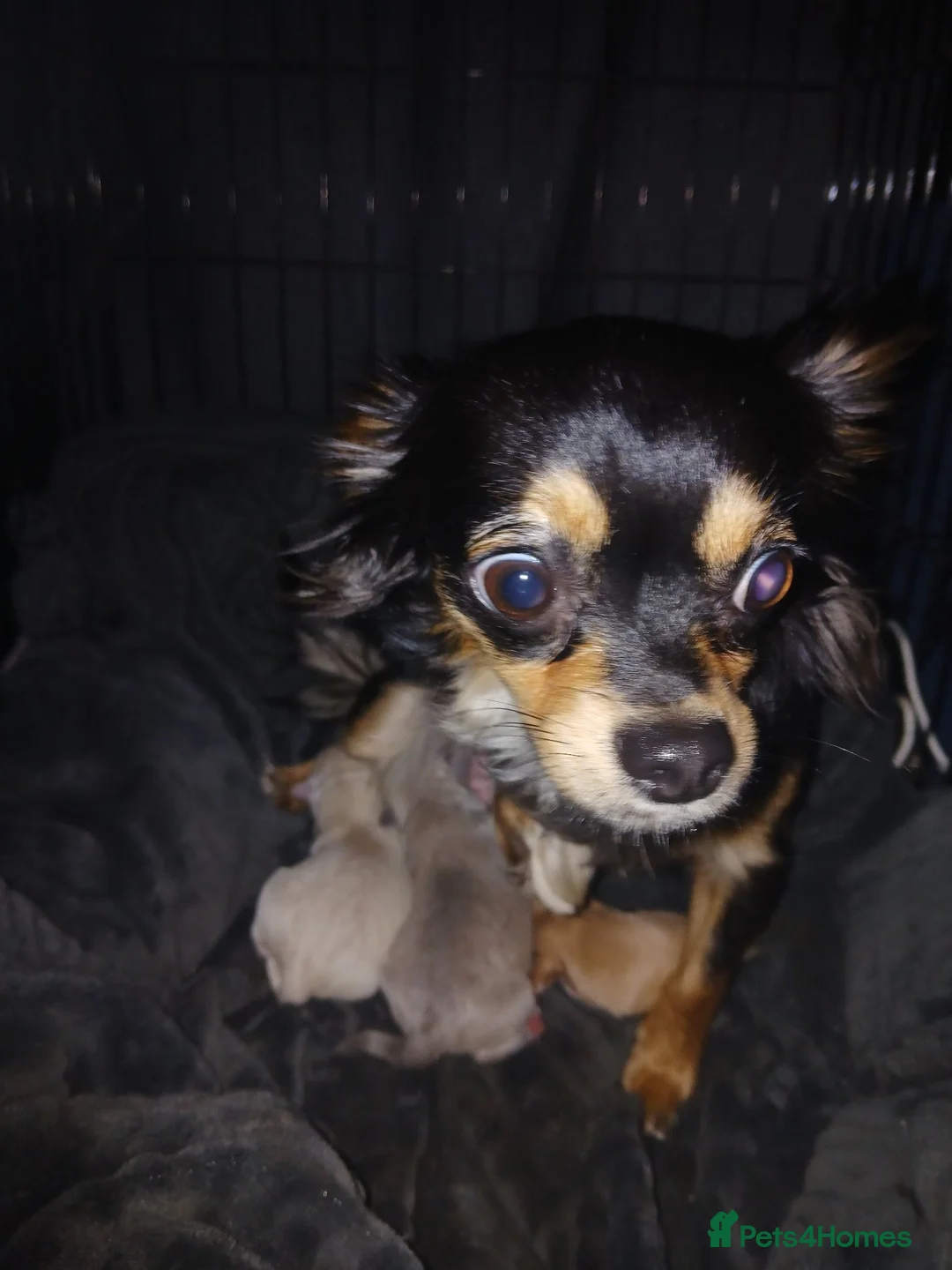 Chihuahua dogs for sale: 3 little chihuahua pups for sale  in Manchester - Advert 34
