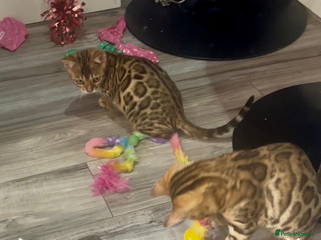 Bengal cats for sale: Stunning 5 Generations Pedigree kittens in London - Image 11