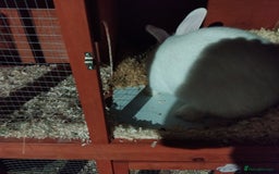New Zealand rabbits for sale: New zealand white and hutch - Advert 3