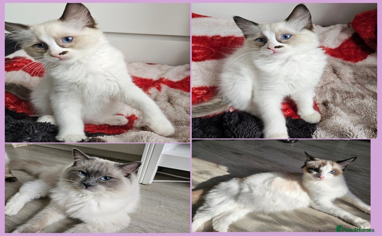 Ragdoll cats - Advert 3
