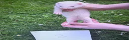 Ferret rodents for sale: Baby ferrets looking for forever homes🏡 - Advert 15